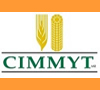CIMMyT